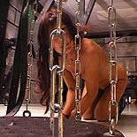 Pain Vixens Bondage Videos